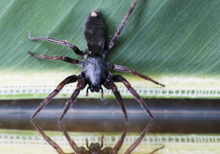 Spiders