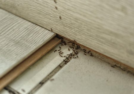 Ants