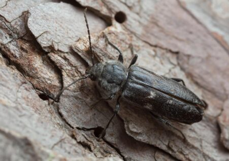 Borer